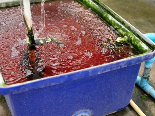 À quelle fréquence changer l’eau dans un système hydroponique ?