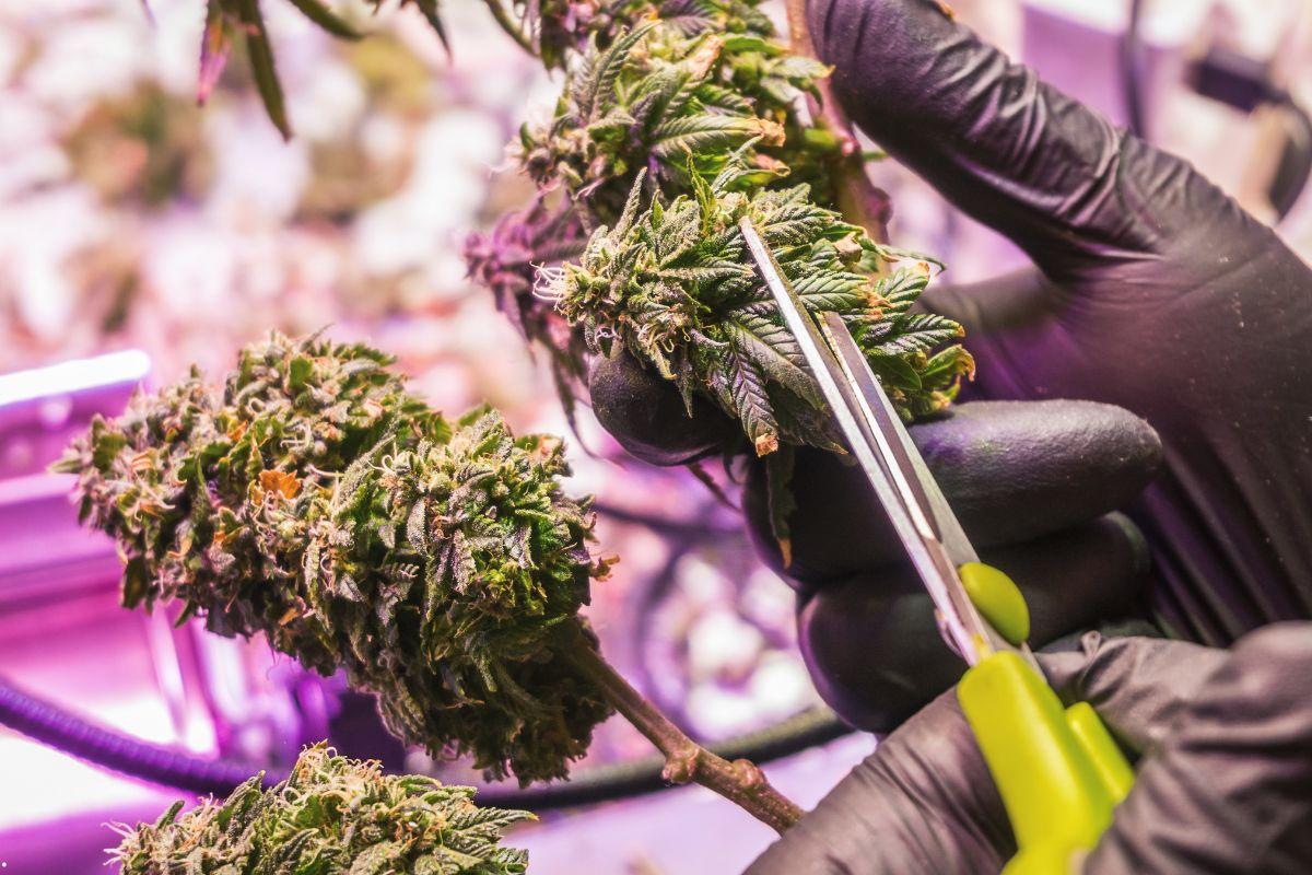 Jak przycinać rośliny konopi przed suszeniem?