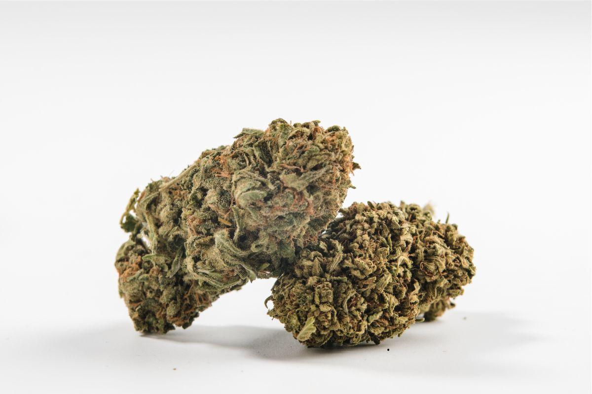 Variétés de cannabis à croissance rapide et à haut rendement – Le guide indoor complet