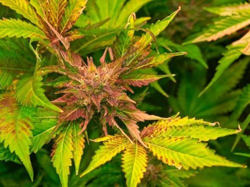 Comment reconnaître une carence en nutriments ?